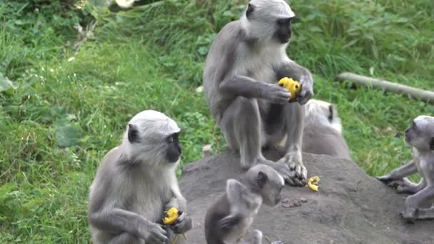 Movie Frolicking Gray Langur Semnopithecus Entellus Called Hanuman Langur Cubs — ストック動画