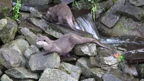 Otter Drinkt Water Uit Een Beek — Stockvideo