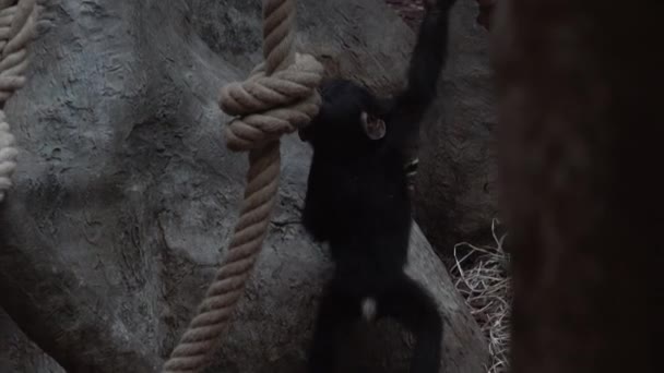 Chimpanzee Cub Crawling Rope — Stockvideo