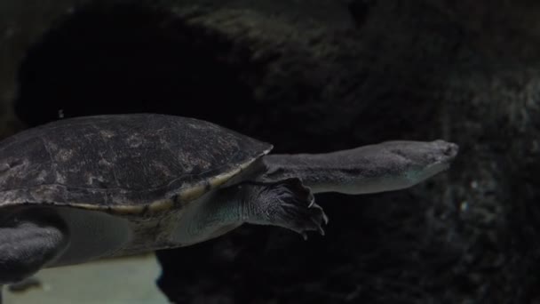 Северная Змеешейная Черепаха Хелодина Плавает Водой — стоковое видео