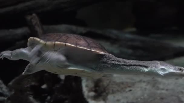 Kuzey Yılan Boyunlu Bir Kaplumbağa Chelodina Rugosa Altında Yüzer — Stok video