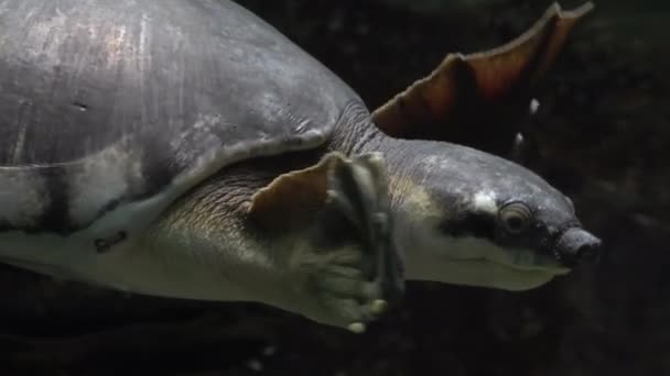 Carettofelys Insculpta Pig Nasculta Pig Nasculpted Turtle Fly River Turtle — стоковое видео