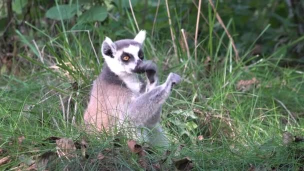 Lemurs Catta Eats Grass — Vídeos de Stock