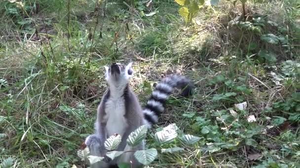 Lemuri Catta Guardando Aeroplano — Video Stock