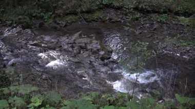 Nehirde kayaların üzerinden akan yavaş hareket eden köpük suyu. Bitkiler ön planda..