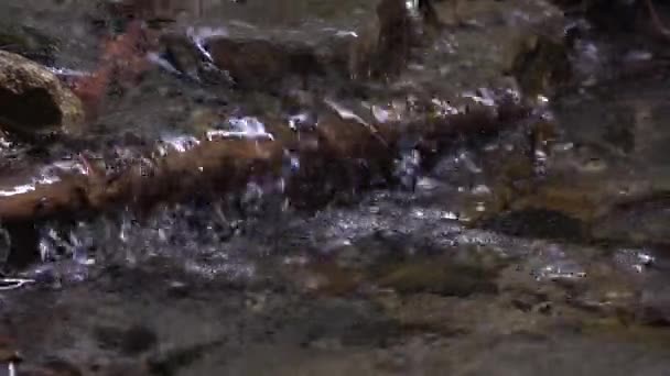 河流中流动在岩石上的泡沫水流动缓慢 分支在前沿阵地上 流经树干的水在其表面产生气泡 — 图库视频影像