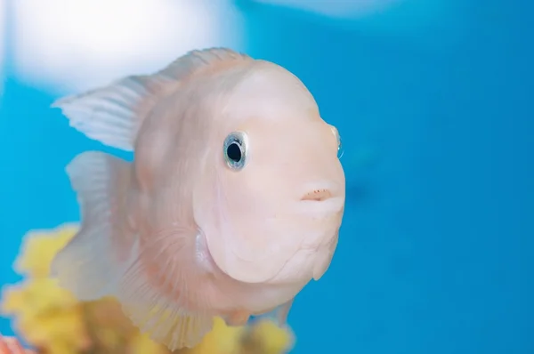 Peixes de aquário — Fotografia de Stock