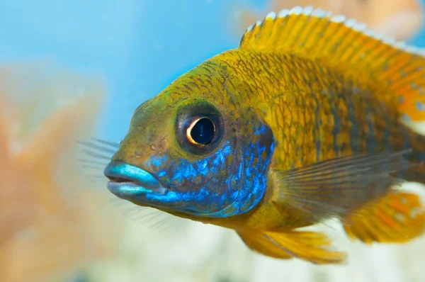 Aquarium fish — Stock Photo, Image