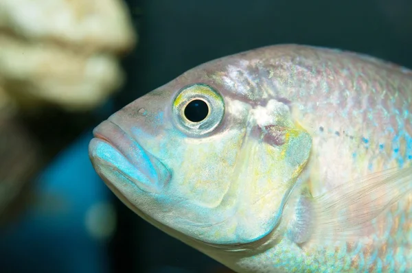 Aquarium fish — Stock Photo, Image