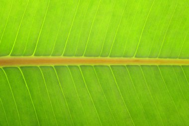 yeşil bir yaprağın dokusu