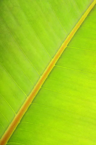 Textur eines grünen Blattes — Stockfoto