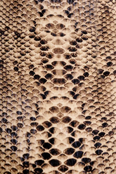 Snake skin Stock Image