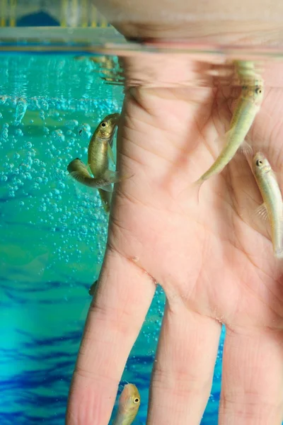 Manicure fish spa beauty treatment — Stock Photo, Image