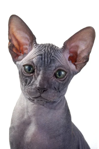 Esfinge gato — Foto de Stock