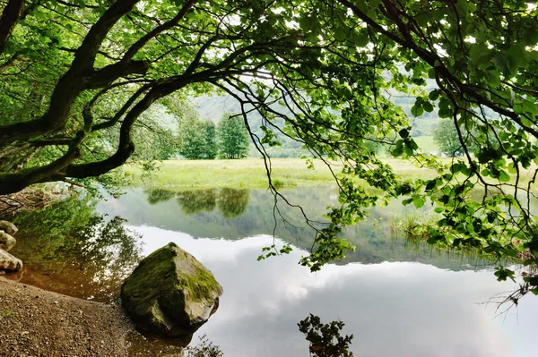 Rocher et arbre en surplomb au bord du lac — Photo