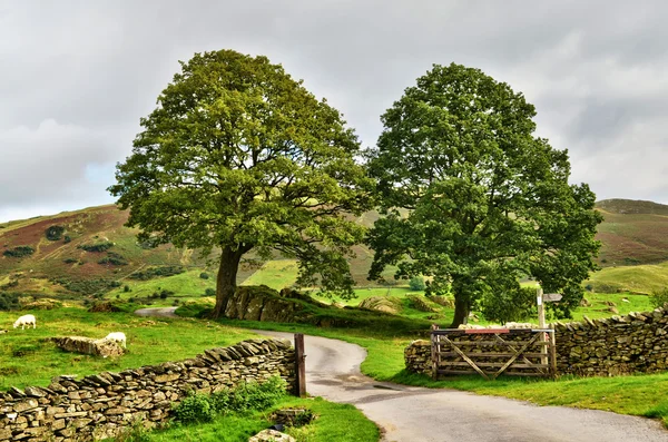 Voie de campagne entrant dans des terres agricoles luxuriantes — Photo