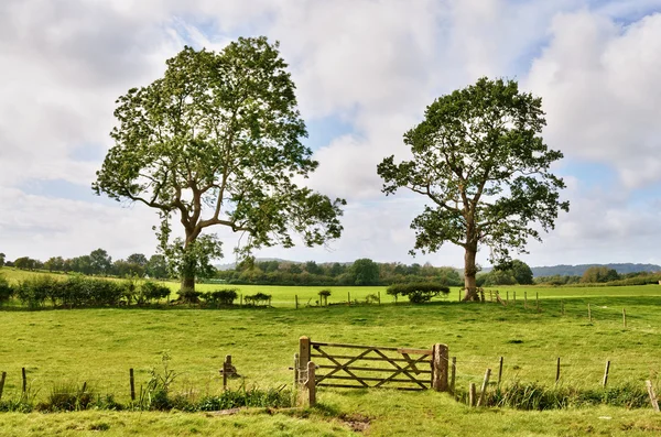 Alberi e un cancello di campo nel paesaggio rurale inglese — Foto Stock