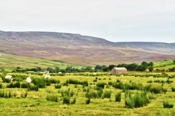 Grange en pierre construite dans un cadre de landes avec moutons . — Photo