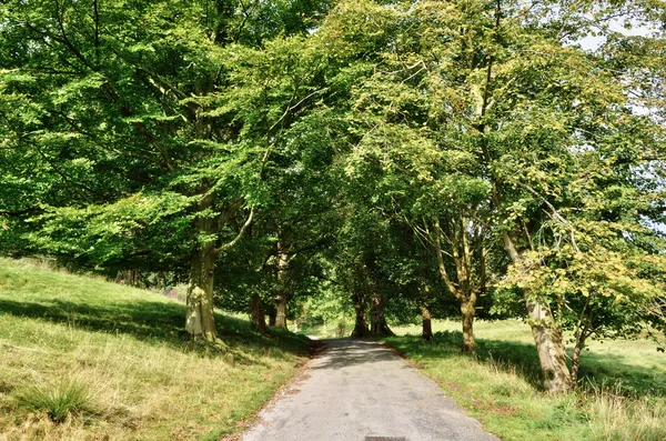 Narrow lane through an avenue of Lime trees. — Stock Photo, Image