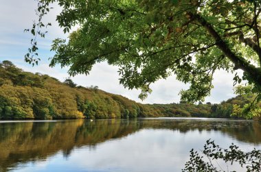 Zambak gölet üzerinde stackpole Emlak, bosherston.