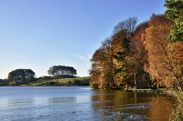 Árboles en Talkin Tarn, en un día de otoño . — Foto de Stock