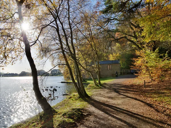 Árboles en Talkin Tarn en un día de otoño . — Foto de Stock