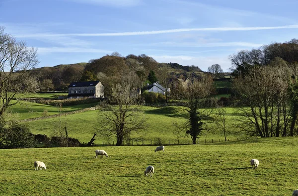 Wypasu owiec w dolinie winster, cumbria — Zdjęcie stockowe