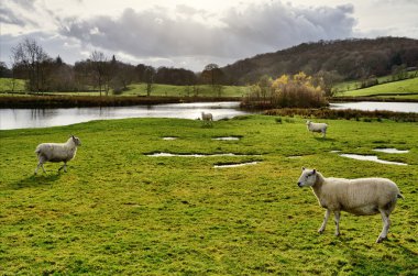 winster Vadisi, cumbria göle Sheep.