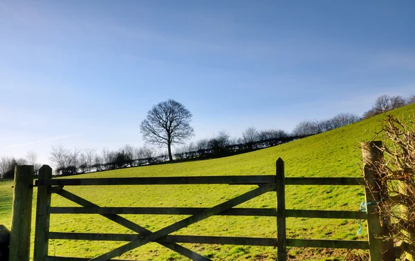 Vista di un cancello di campo con albero — Foto Stock