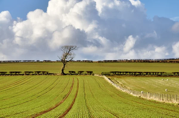 İngilizce kırsal pastoral sahnesinde — Stok fotoğraf