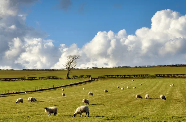 Blick auf Schafe in der englischen Landschaft — Stockfoto