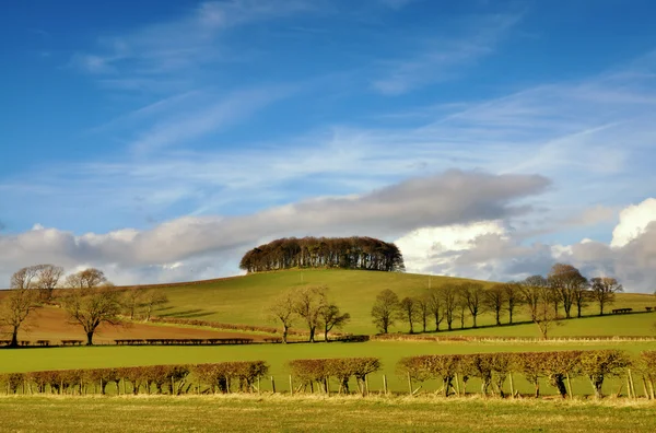 Copse di alberi nella campagna inglese — Foto Stock