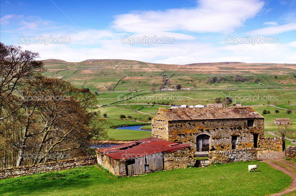Barn and trees in the Yorkshire Dales