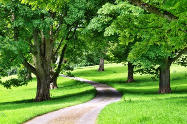 Avenue ağaçların üzerinden dolambaçlı bir yol ile