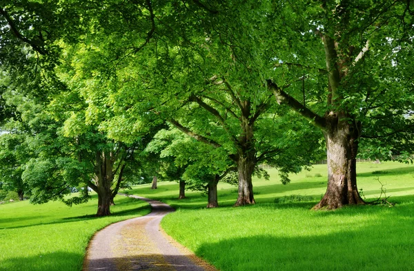 Route étroite traversant une avenue d'arbres — Photo