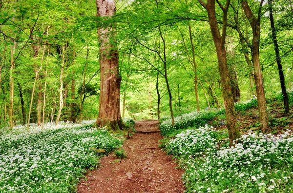 Cena da floresta inglesa com alho selvagem — Fotografia de Stock