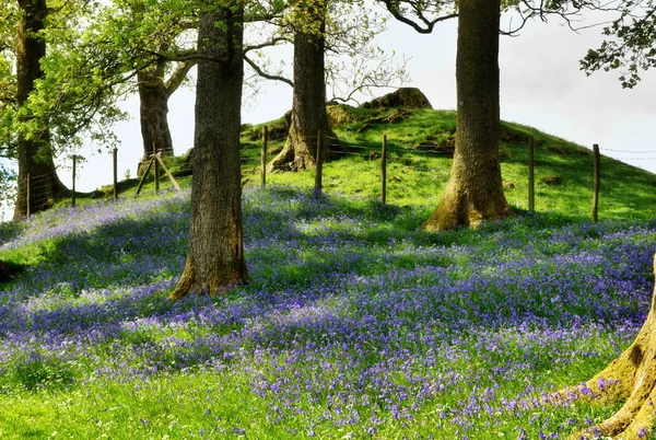 Bluebells på en gräsbevuxen bank — Stockfoto