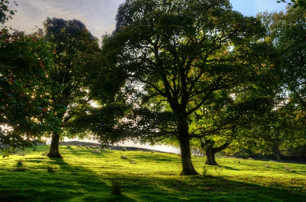 Eğimli bir çayır ağaçlarda arkadan aydınlatmalı — Stok fotoğraf