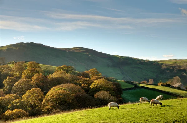 Schafe in der herbstlichen englischen ländlichen Szene — Stockfoto