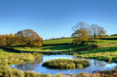ağaçlar bir gölet manzarası