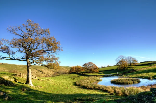 Vista de un pequeño estanque con árboles — Foto de Stock