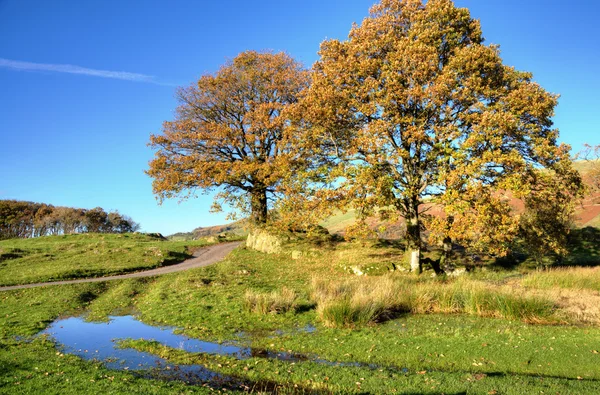 秋の風景の中の 2 つのツリー — ストック写真