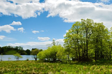ağaçlar loughrigg tarn Edge