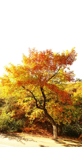 Goldener Herbst — Stockfoto