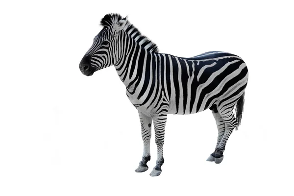 Zebra su sfondo bianco — Foto Stock