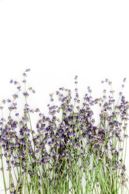 Beyaz arkaplanda bir demet lavanta çiçeği var.