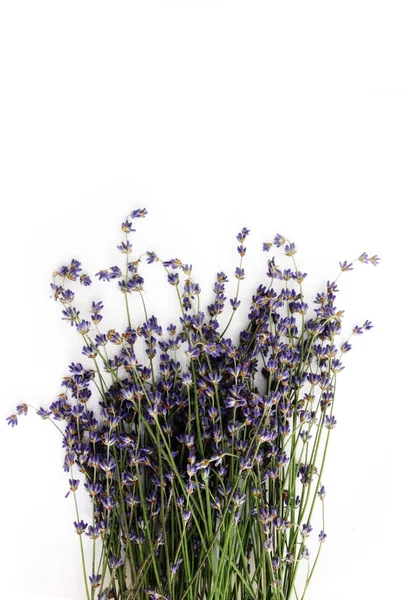 Stelletje Lavendelbloemen Geïsoleerd Witte Achtergrond — Stockfoto