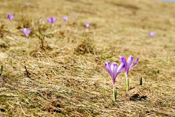 Tavaszi virágok Stock Fotó