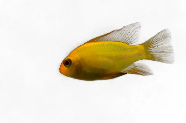 Mikrogeophagus ramirezi — Zdjęcie stockowe