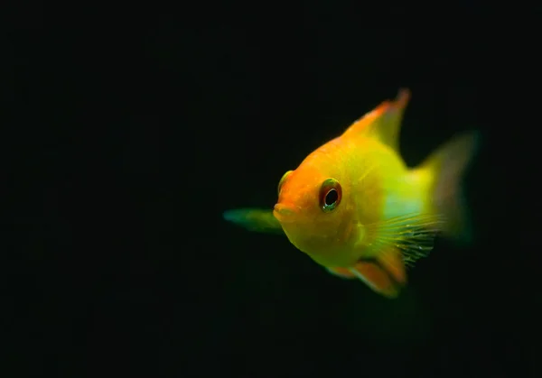 Mikrogeophagus ramirezi — Zdjęcie stockowe